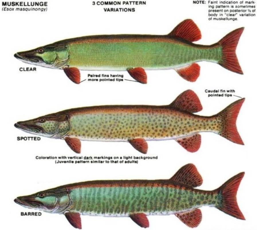 Clear, Spotted & Barred Muskies and muskie patterns