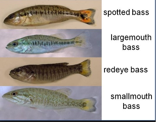 Differences between Large and Small Mouth Bass Fry